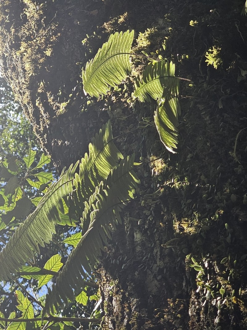 Goniophlebium formosanum photo 7
