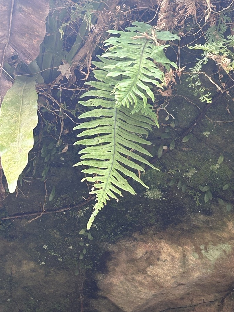 Goniophlebium formosanum photo 8