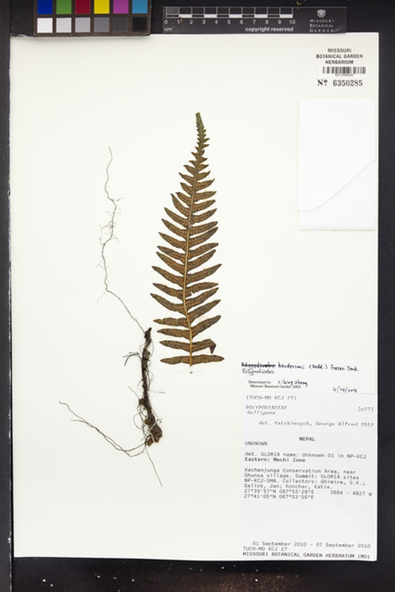 Goniophlebium hendersonii