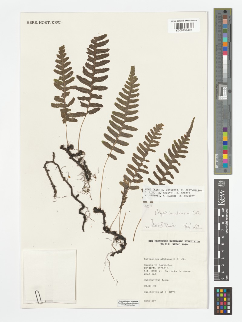 Goniophlebium hendersonii photo 2
