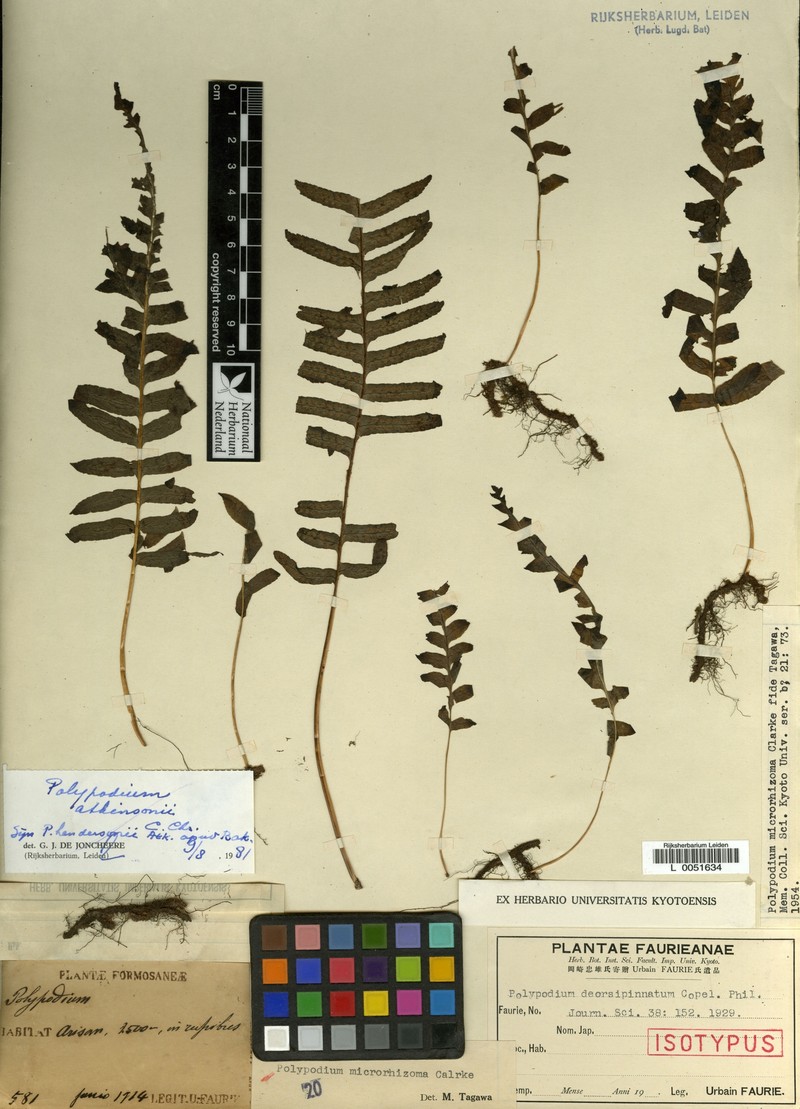 Goniophlebium hendersonii photo 3