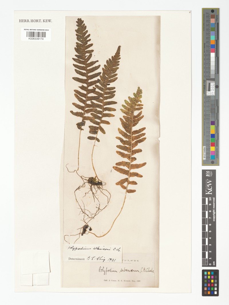 Goniophlebium hendersonii photo 4