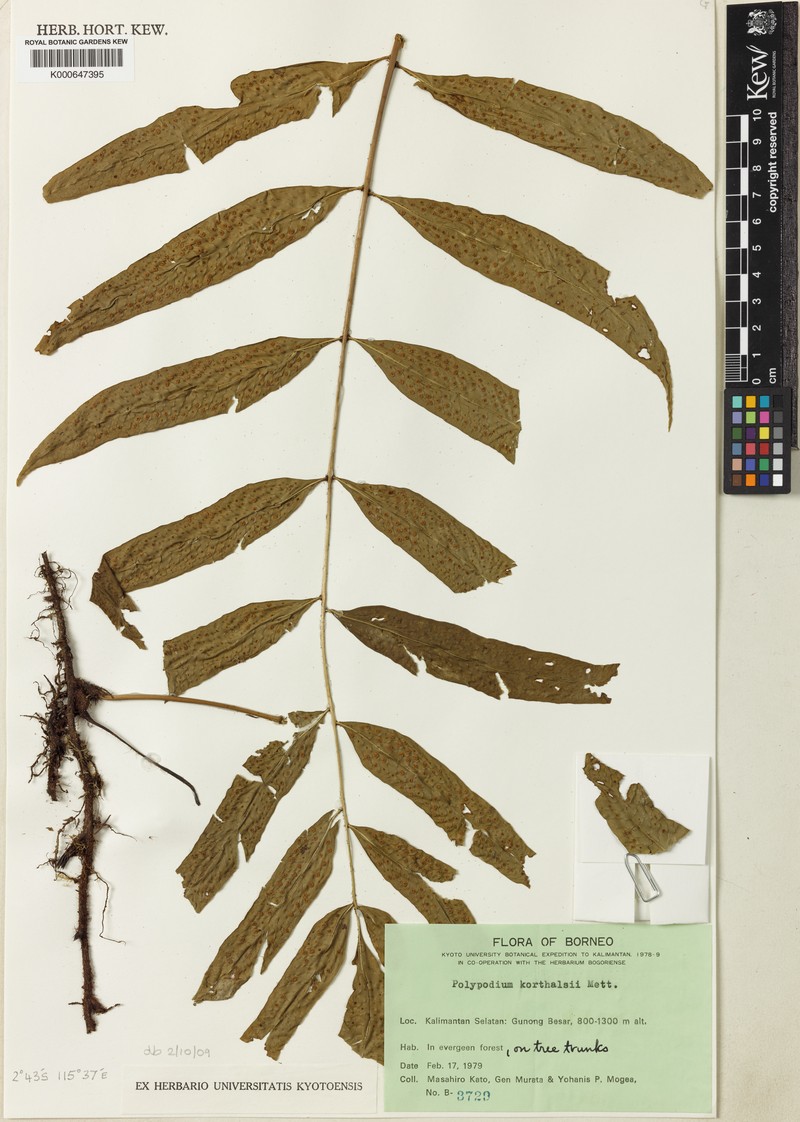 Goniophlebium korthalsii