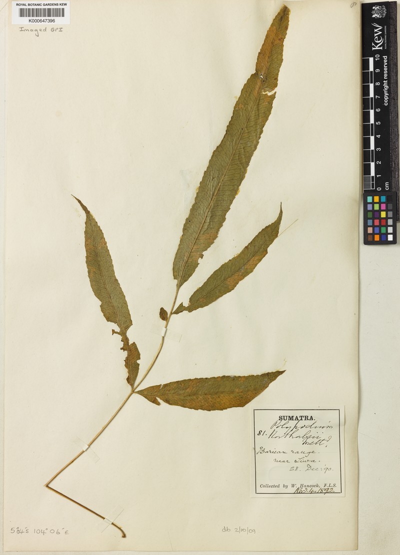 Goniophlebium korthalsii photo 2