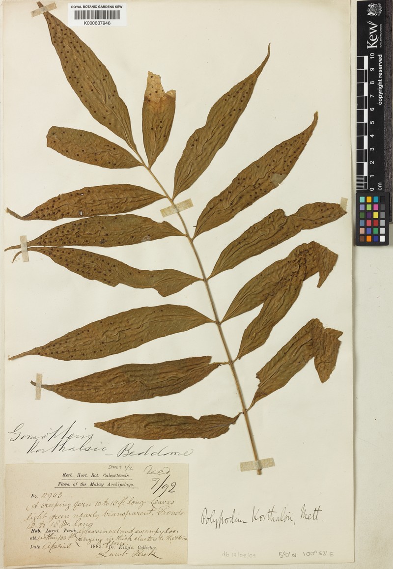 Goniophlebium korthalsii photo 3