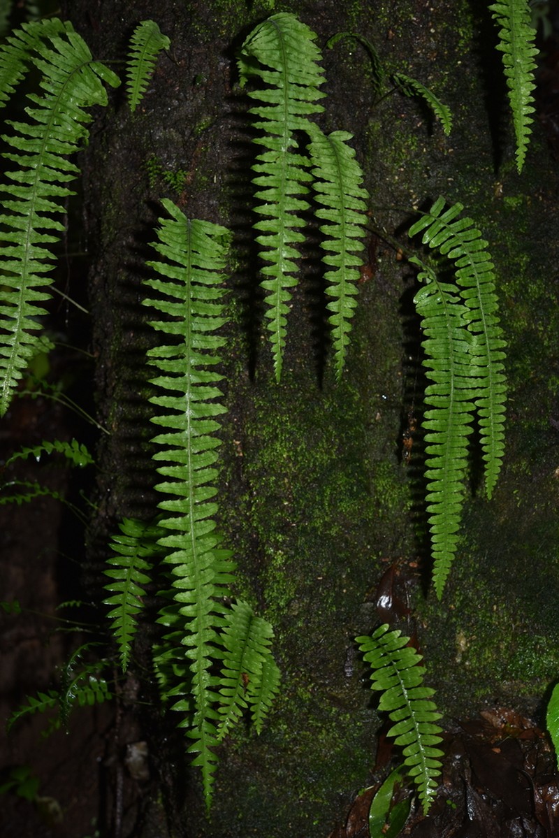 Goniophlebium lachnopus