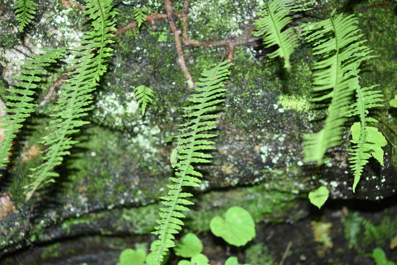 Goniophlebium lachnopus photo 2