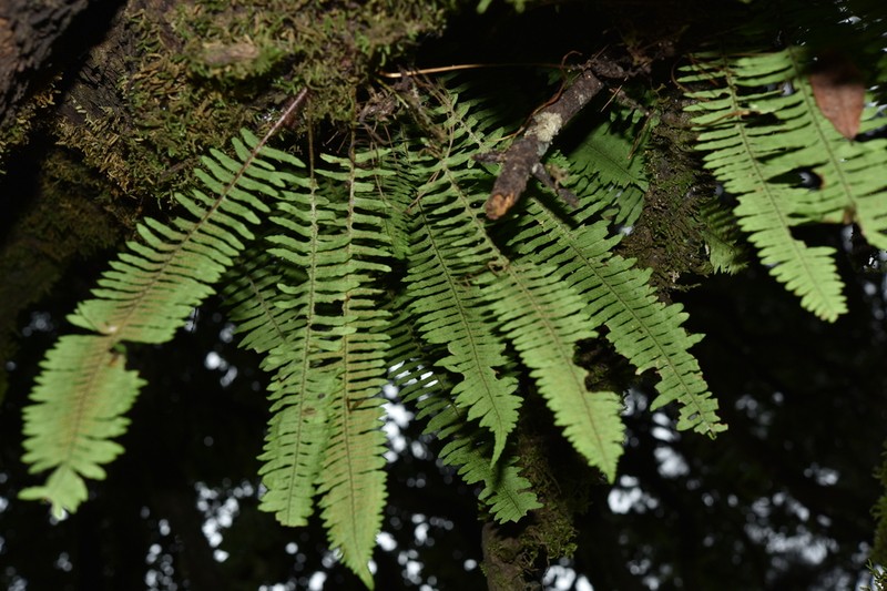 Goniophlebium lachnopus photo 3