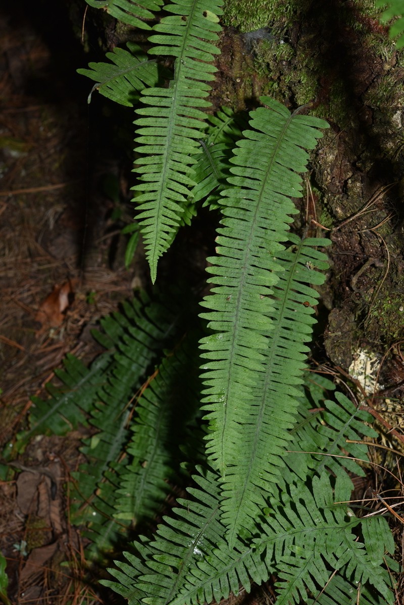Goniophlebium lachnopus photo 4