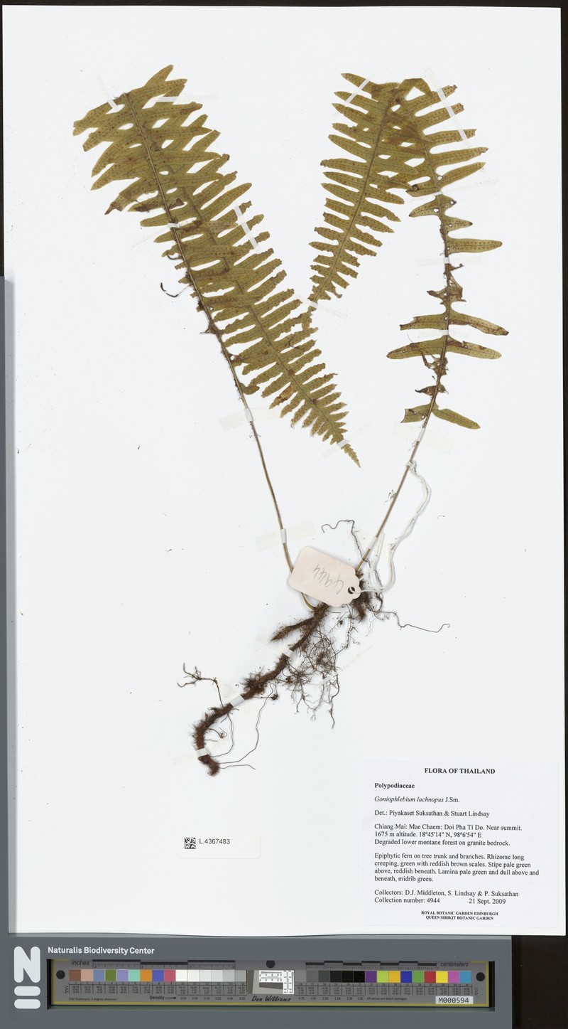 Goniophlebium lachnopus photo 5