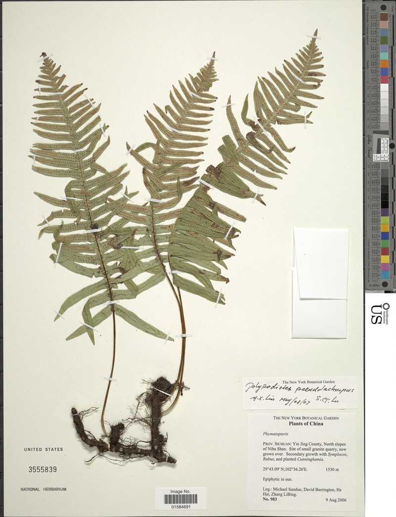 Goniophlebium lachnopus photo 6