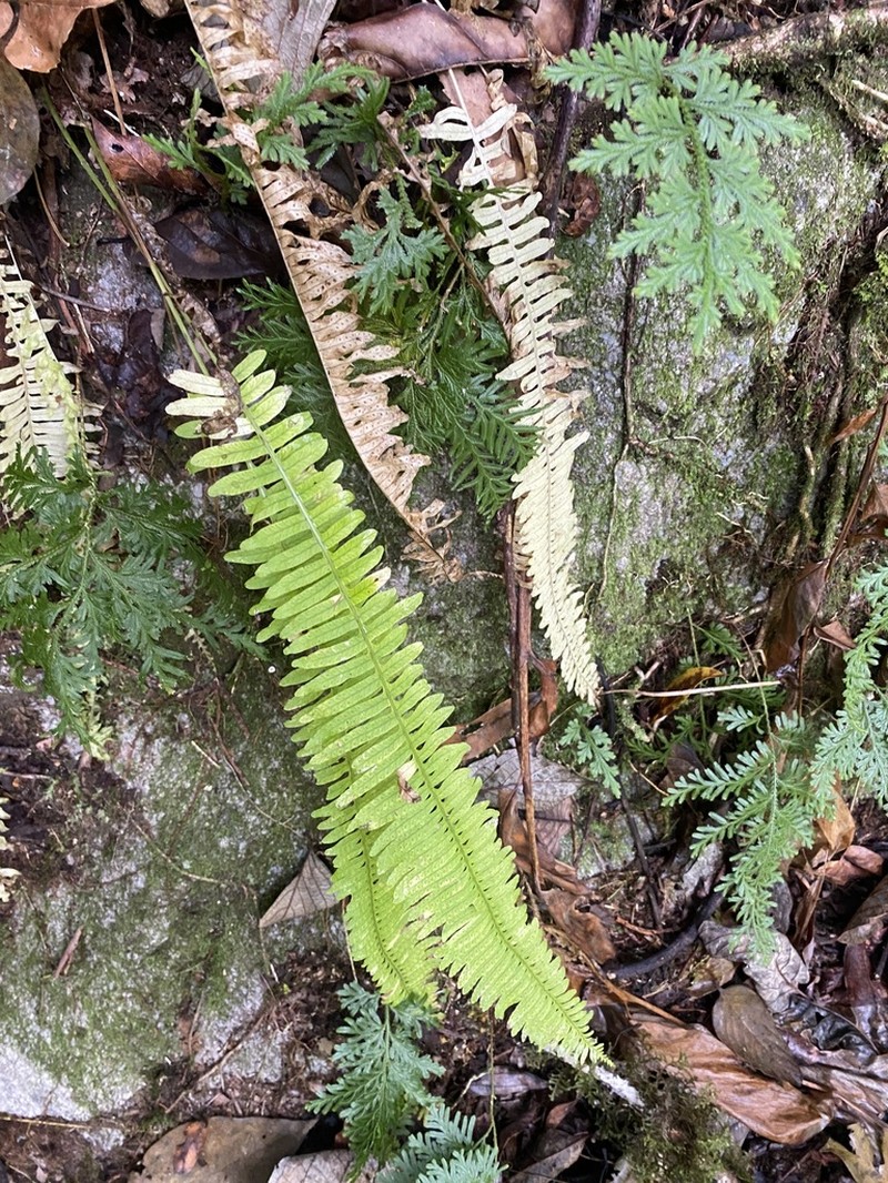 Goniophlebium manmeiense