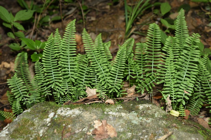 Goniophlebium manmeiense photo 2