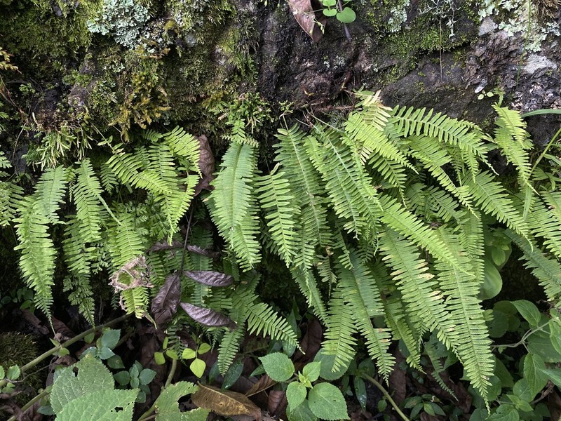 Goniophlebium manmeiense photo 3