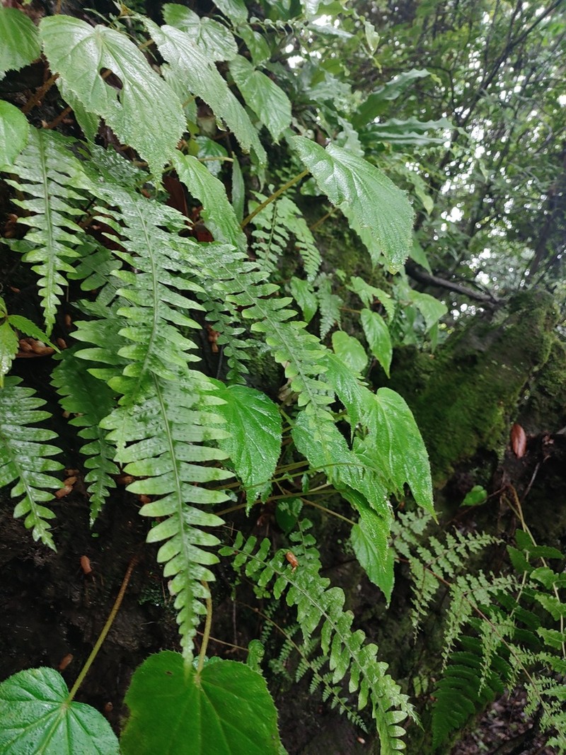 Goniophlebium manmeiense photo 4