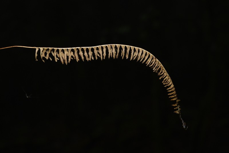 Goniophlebium manmeiense photo 5