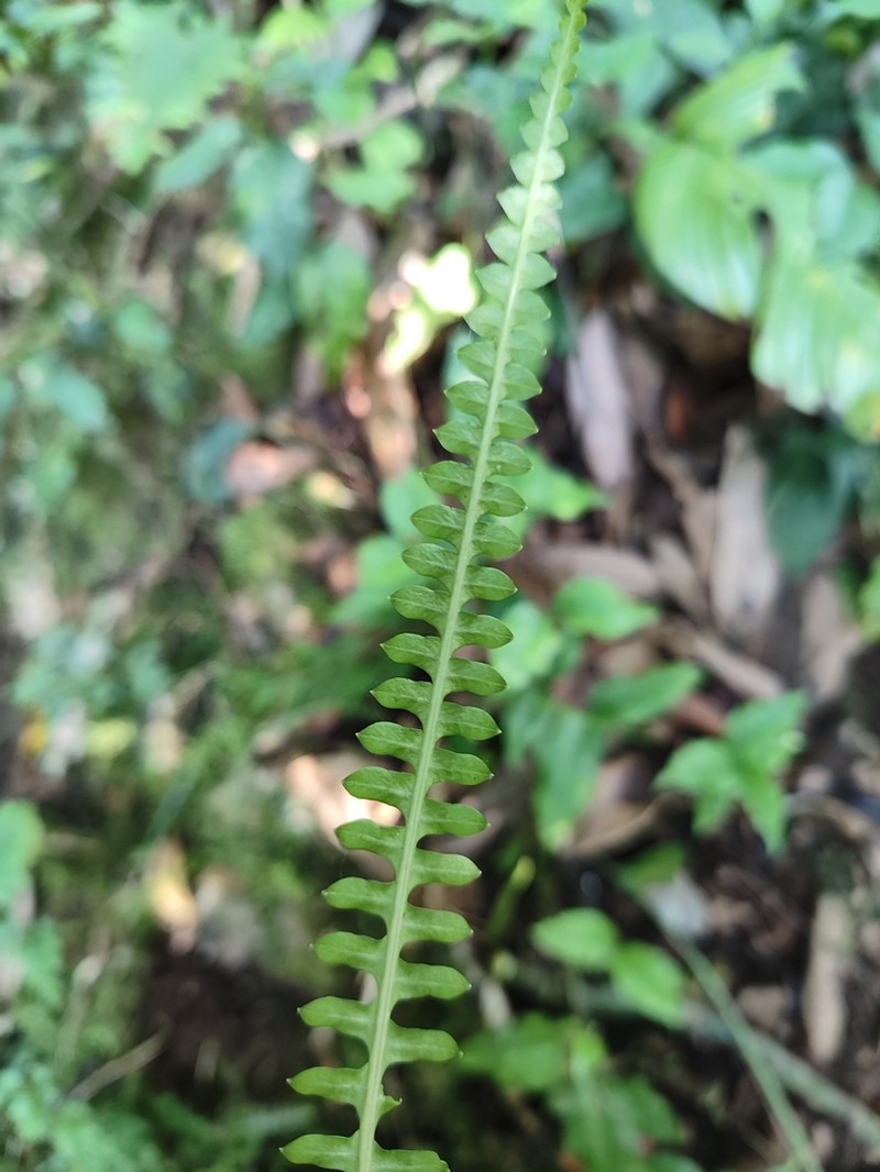 Goniophlebium manmeiense photo 6