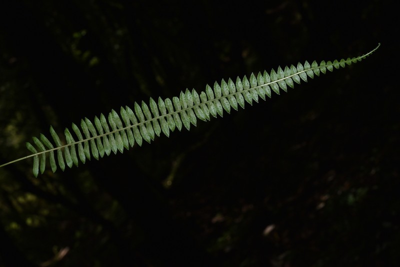 Goniophlebium manmeiense photo 8