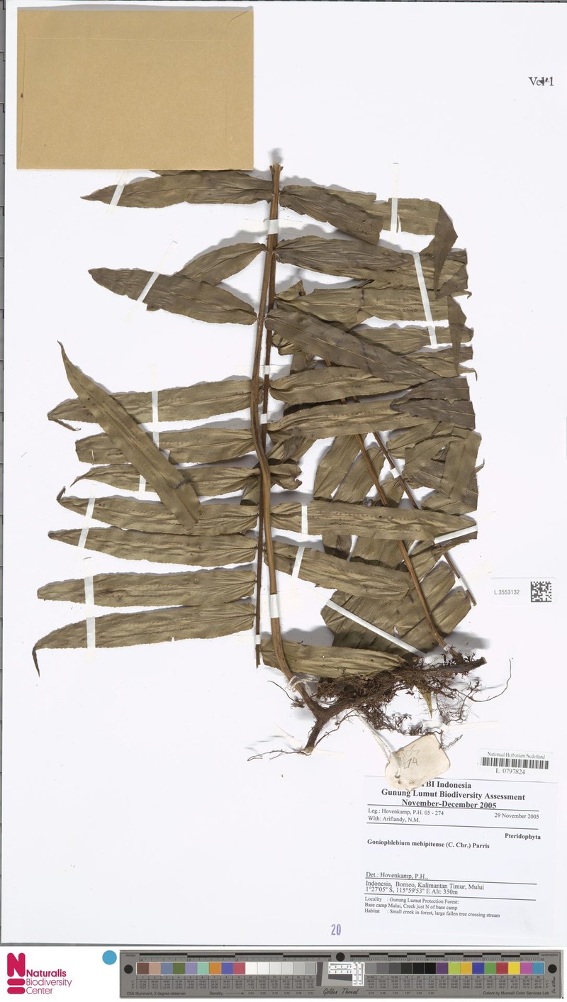 Goniophlebium mehipitense photo 3