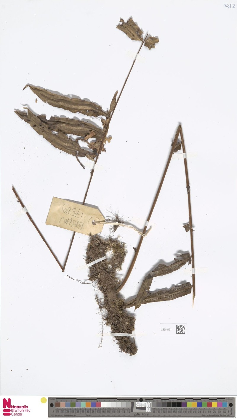 Goniophlebium mehipitense photo 4