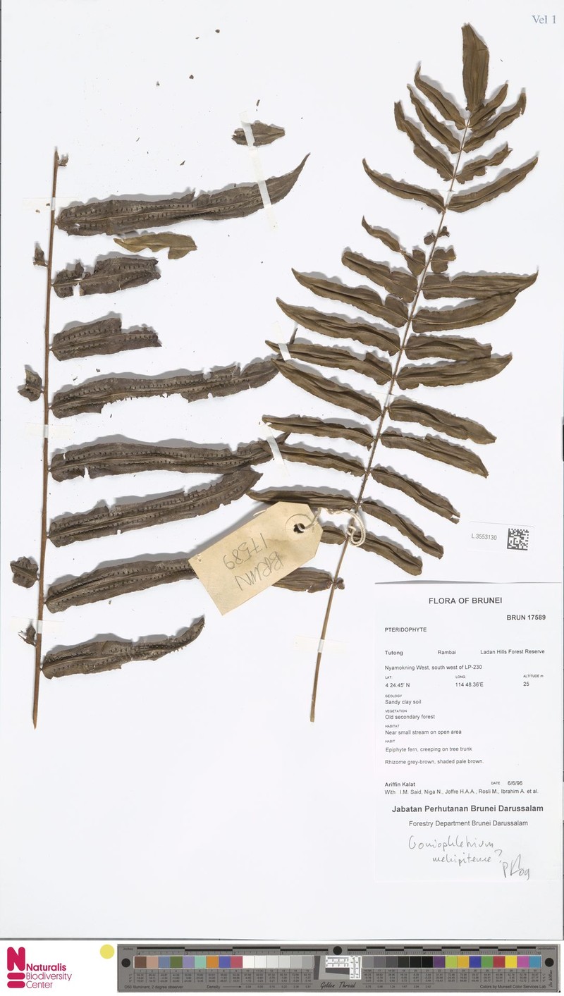 Goniophlebium mehipitense photo 5