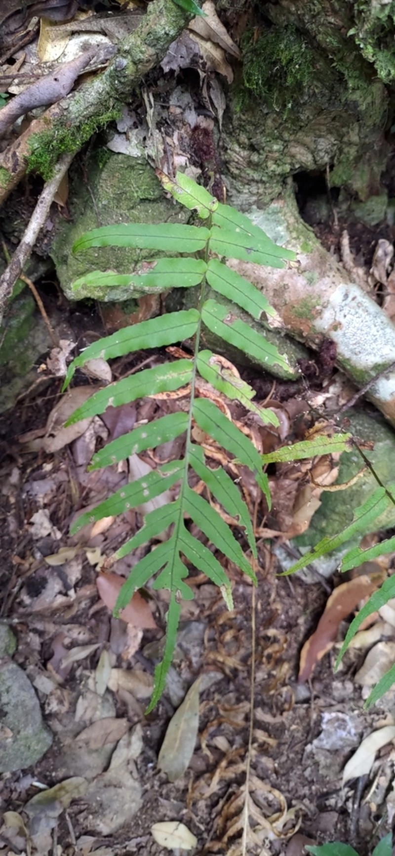 Goniophlebium mengtzeense photo 3