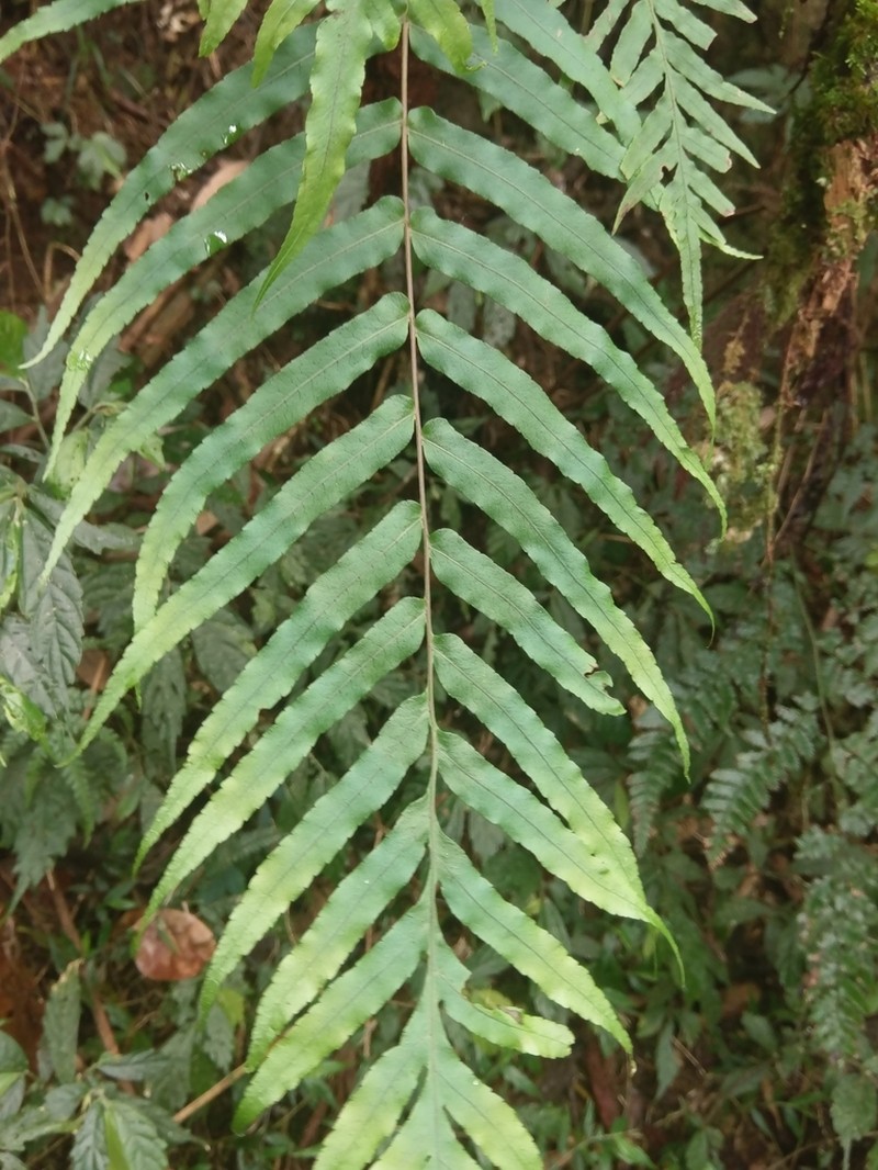 Goniophlebium mengtzeense photo 4