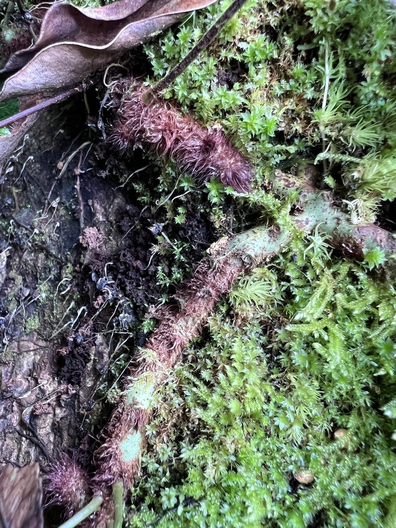 Goniophlebium mengtzeense photo 5