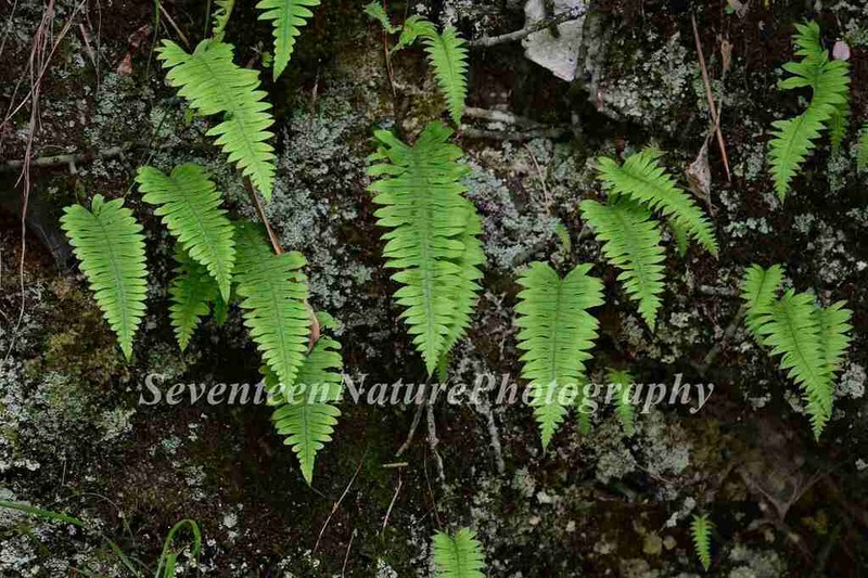 Goniophlebium niponicum
