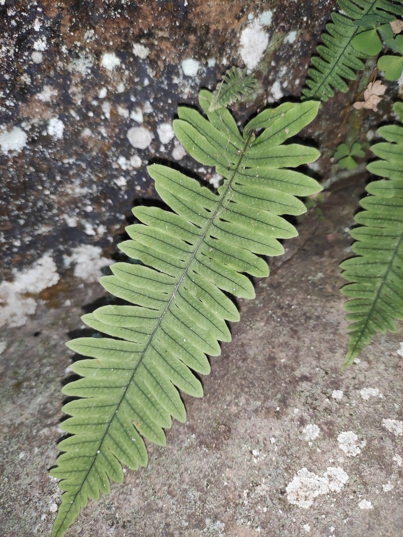 Goniophlebium niponicum photo 2