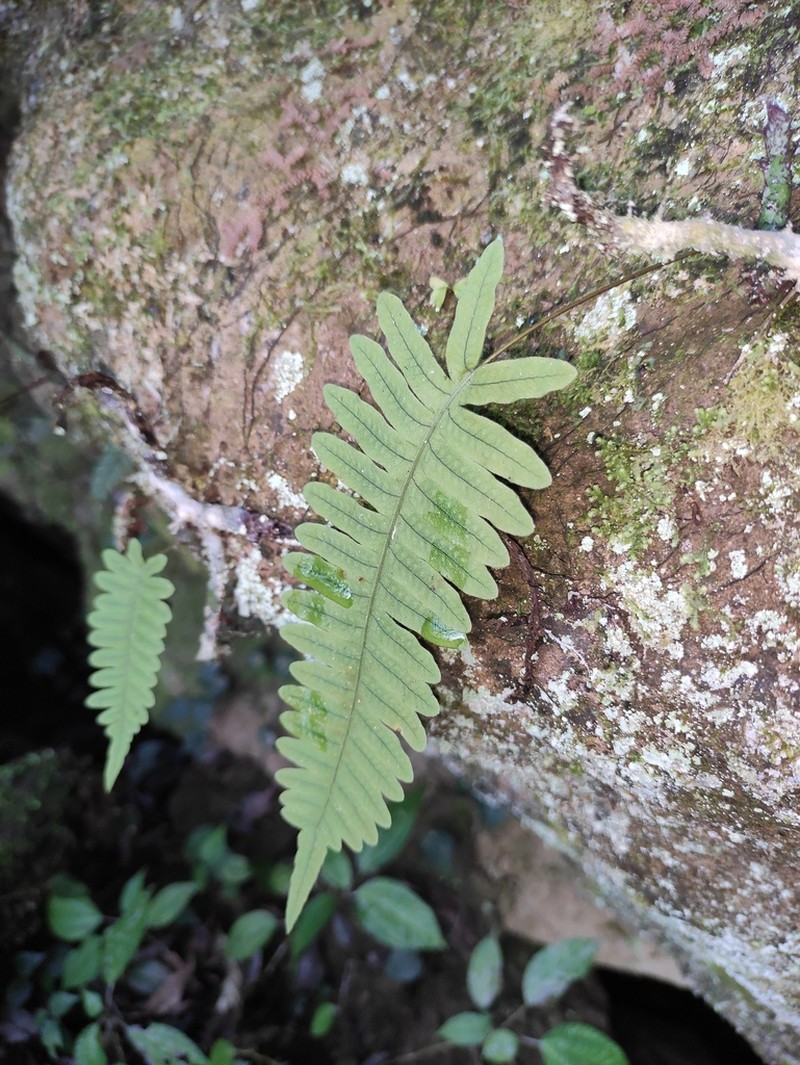 Goniophlebium niponicum photo 4