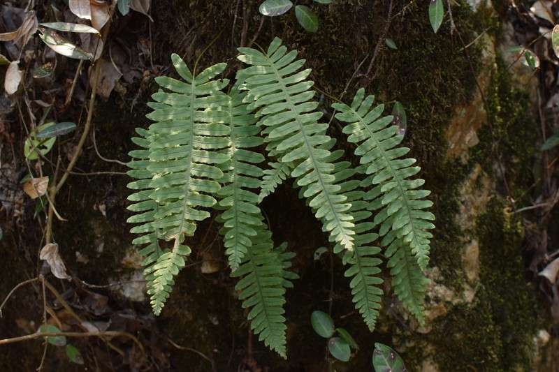 Goniophlebium niponicum photo 5