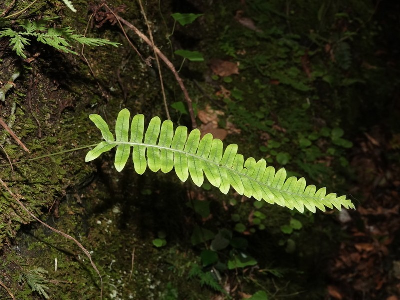 Goniophlebium niponicum photo 6