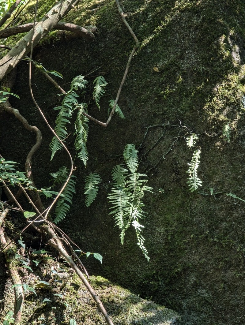 Goniophlebium niponicum photo 7