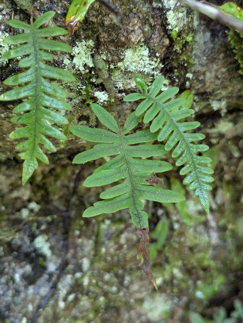 Goniophlebium niponicum photo 8