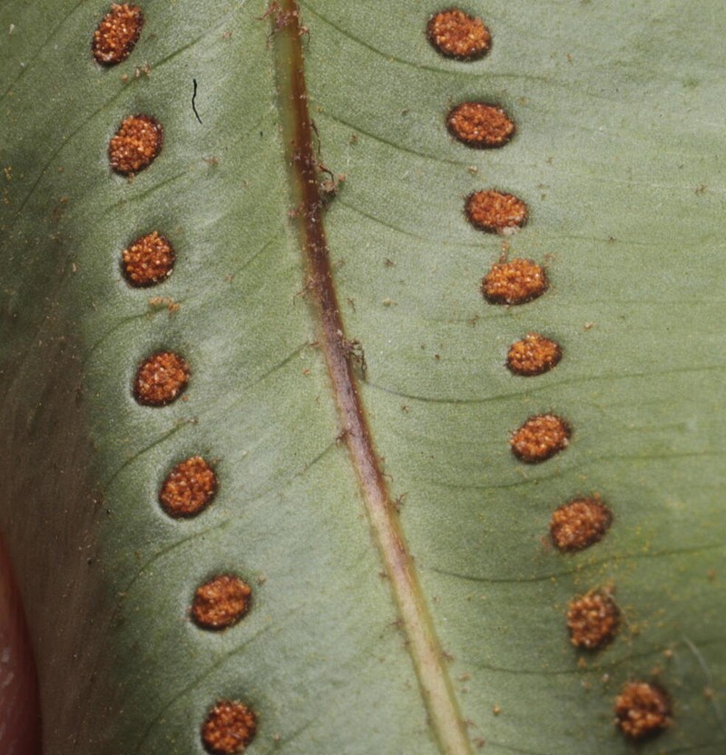 Goniophlebium percussum