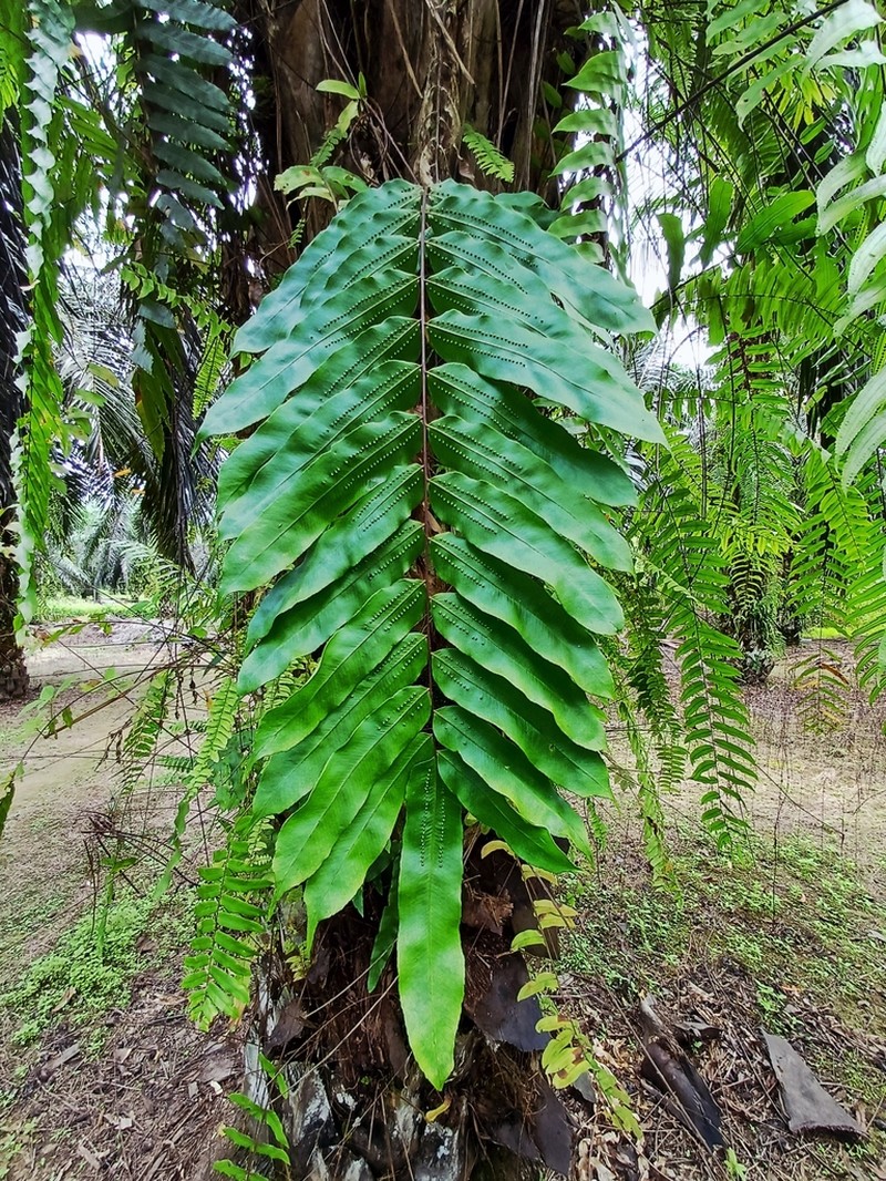 Goniophlebium percussum photo 2