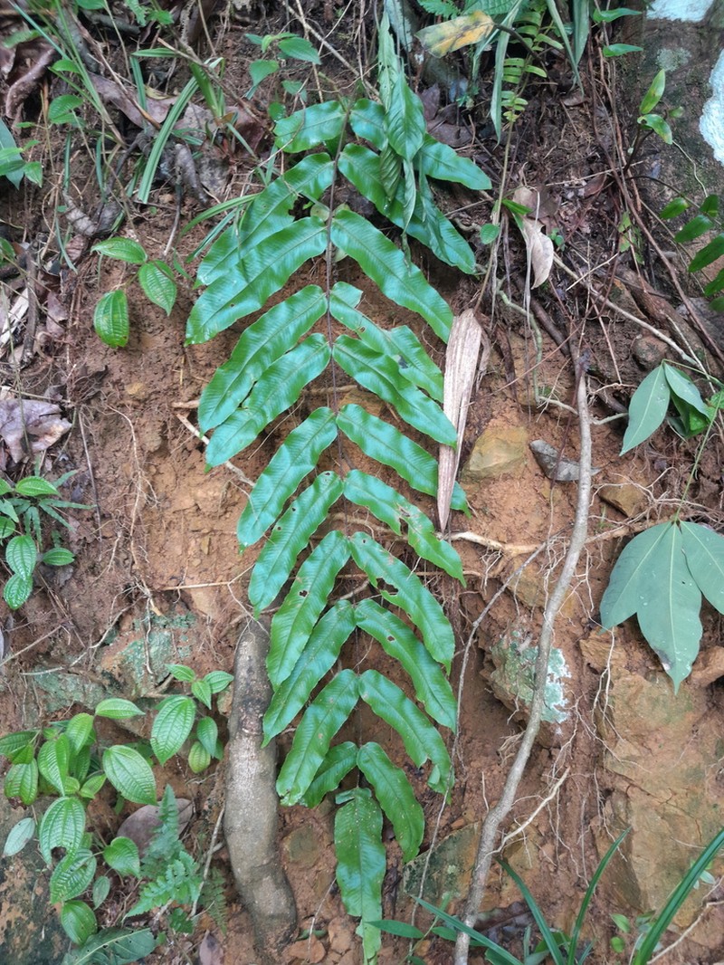 Goniophlebium percussum photo 3