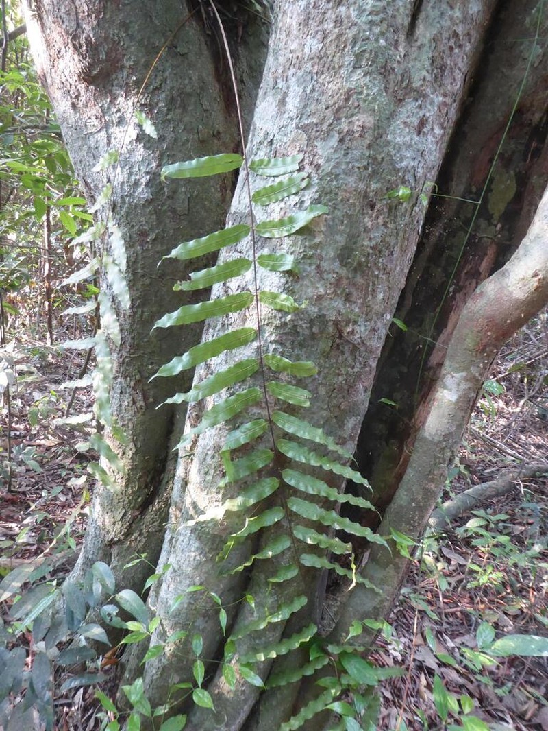 Goniophlebium percussum photo 5