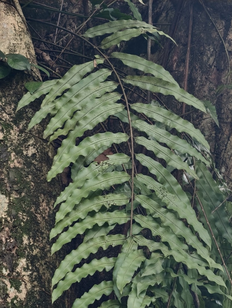 Goniophlebium percussum photo 8