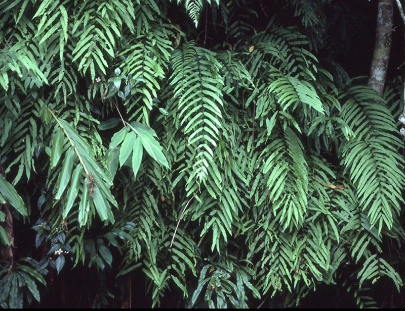 Goniophlebium persicifolium
