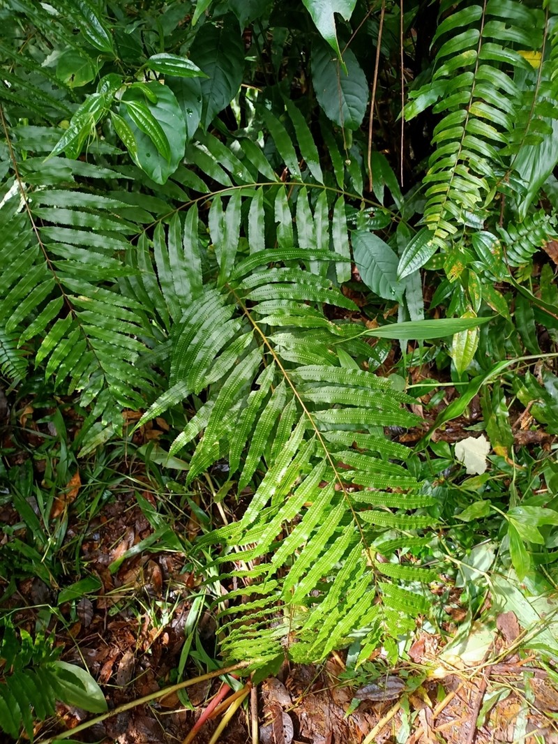 Goniophlebium persicifolium photo 2