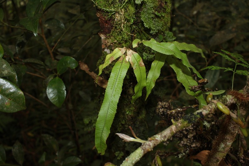 Goniophlebium persicifolium photo 3
