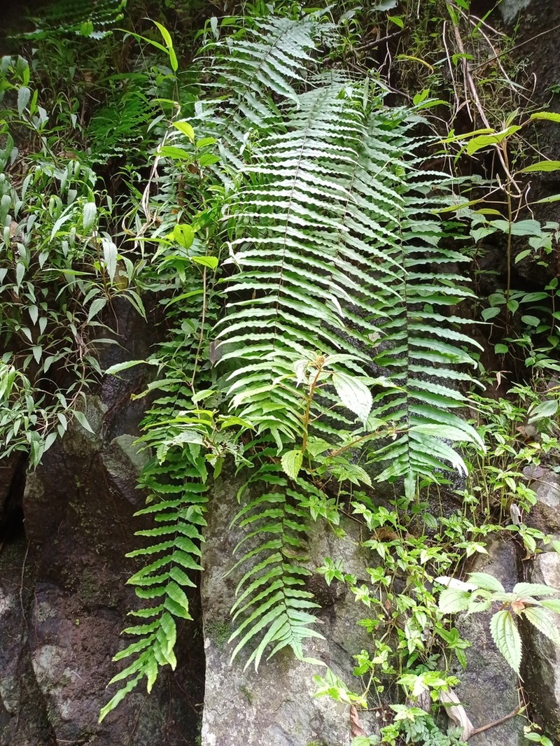 Goniophlebium persicifolium photo 4