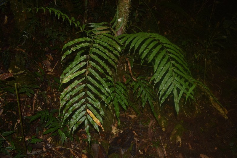 Goniophlebium persicifolium photo 5