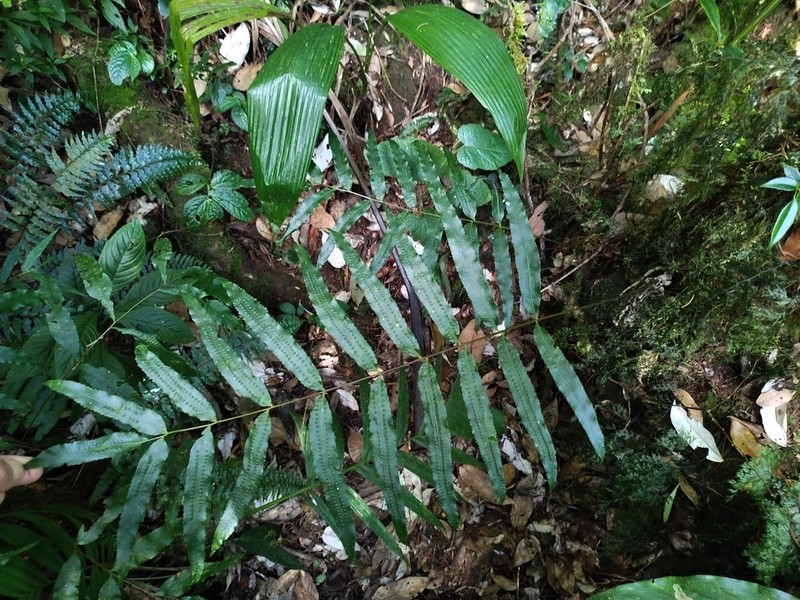 Goniophlebium persicifolium photo 6