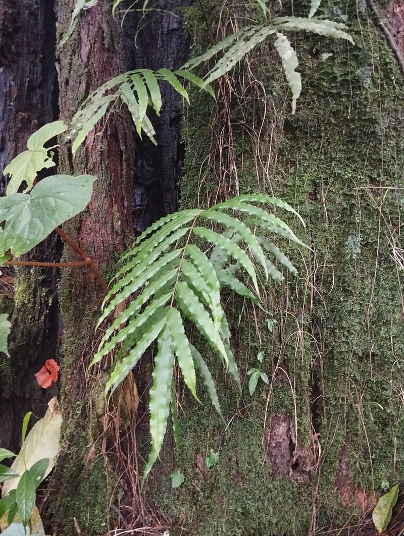 Goniophlebium persicifolium photo 7