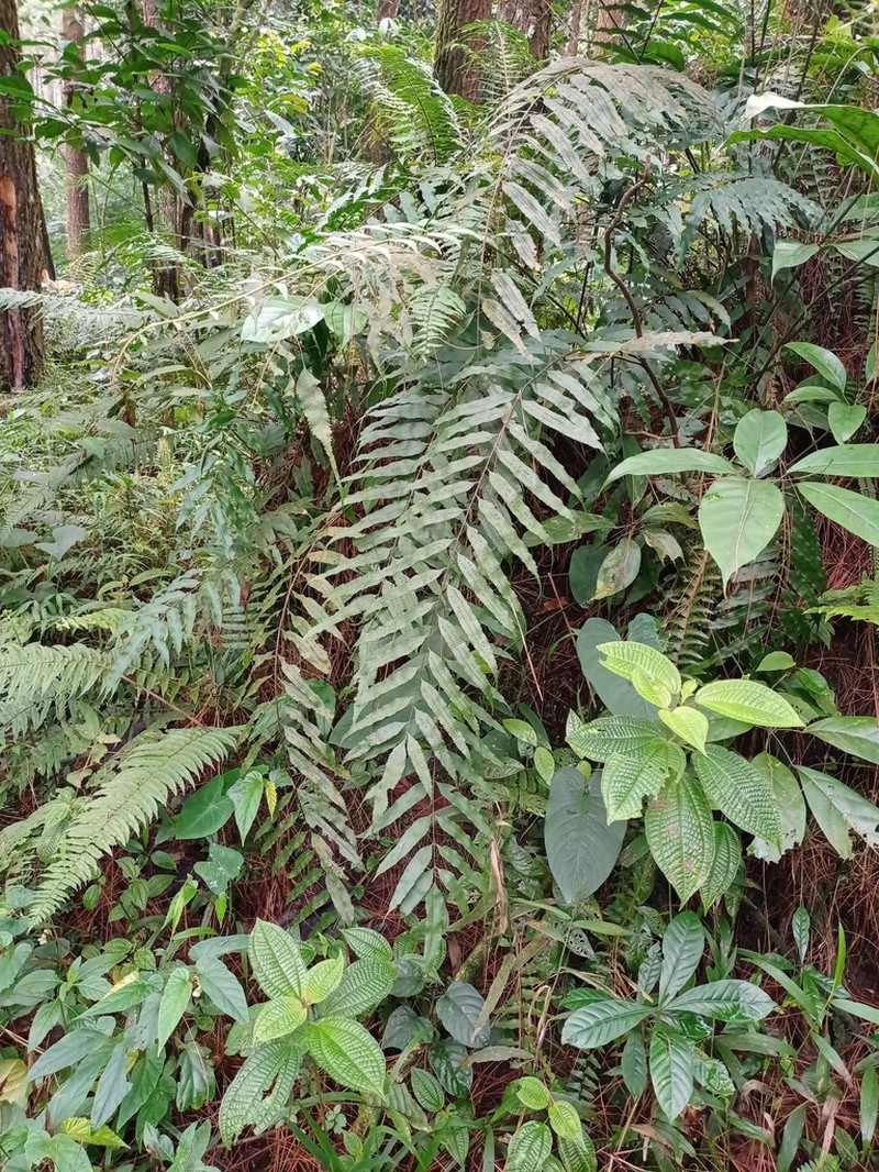 Goniophlebium persicifolium photo 8