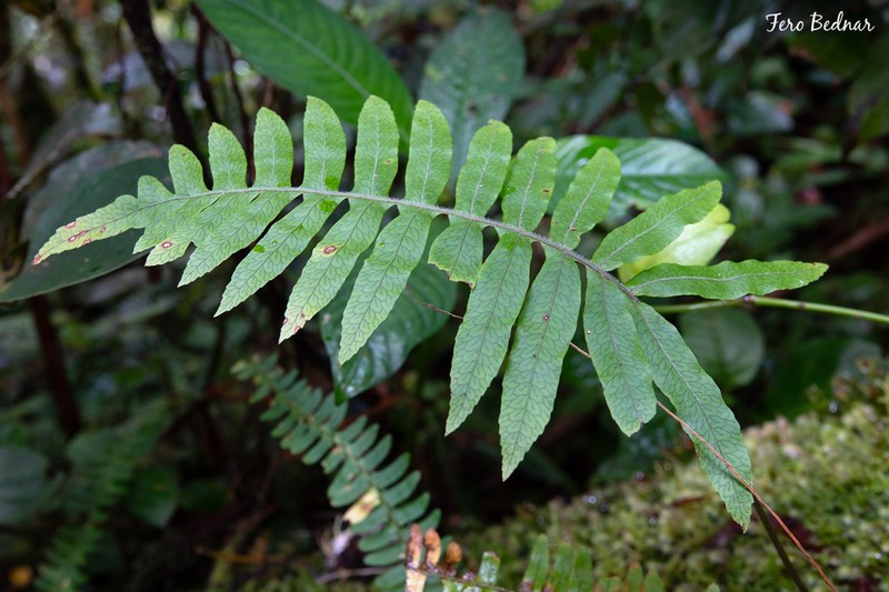 Goniophlebium prainii