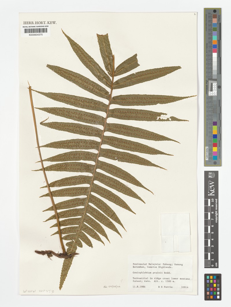 Goniophlebium prainii photo 2